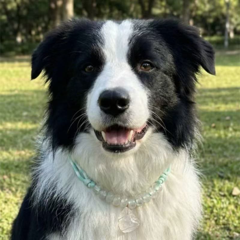 Collier pour animaux Olivenorma Gentle Protect en quartz clair pour l'immunité - image 0