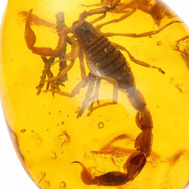 Pendentif en ambre de la Baltique avec inclusion de scorpions et de pierre d'insecte